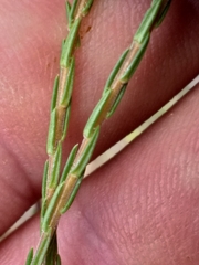 Wahlenbergia unidentata