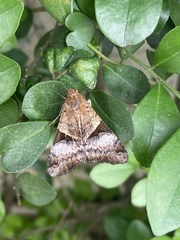 Melipotis fasciolaris