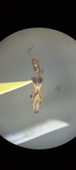 Reduviidae