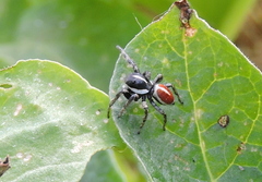 Phiale roburifoliata