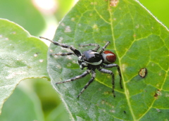 Phiale roburifoliata