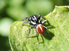 Phiale roburifoliata