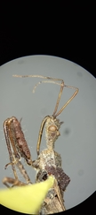 Reduviidae