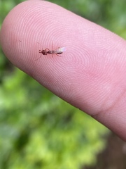Anochetus