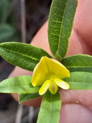 Rhynchosia ciliata