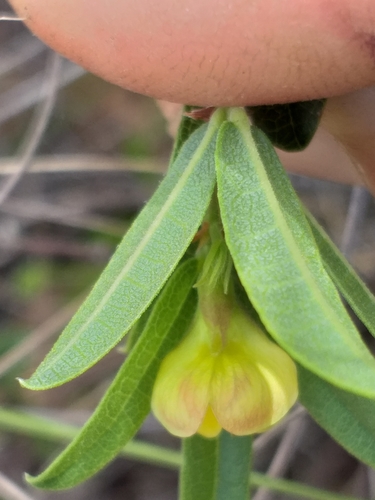 Image of Rhynchosia ciliata by (c) kevin koen, some rights reserved (CC BY-SA)