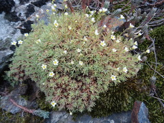 Saxifraga fragosoi