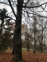 Fagus sylvatica