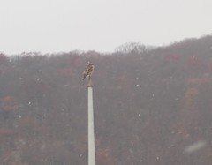 Buteo lineatus lineatus