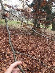 Fagus sylvatica