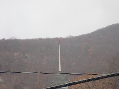 Buteo lineatus lineatus