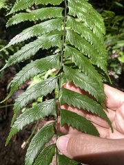 Diplazium wichurae