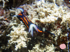Roboastra gracilis