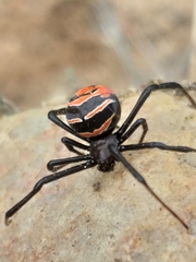 Latrodectus renivulvatus