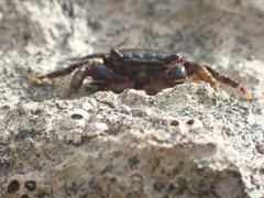 Pachygrapsus crassipes