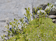 Draba rigida