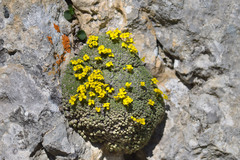 Draba rigida