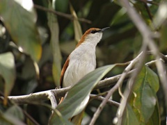 Certhiaxis mustelinus