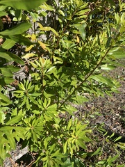 Morella cerifera image