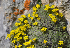 Draba rigida
