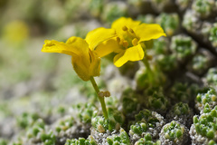 Draba rigida