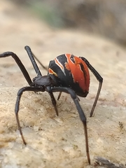 Latrodectus renivulvatus