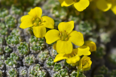 Draba rigida
