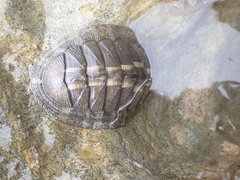 Chiton stokesii