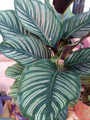 Goeppertia sanderiana