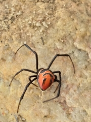 Latrodectus renivulvatus