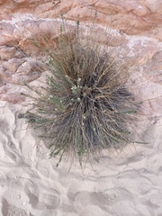 Heterotheca cinerascens