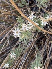 Heterotheca cinerascens