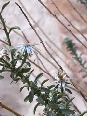 Heterotheca cinerascens