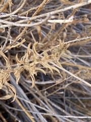 Heterotheca cinerascens