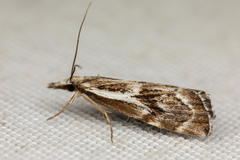 Catoptria oregonicus
