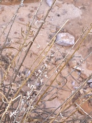 Heterotheca cinerascens