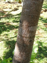 Swietenia macrophylla