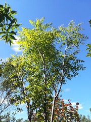 Swietenia macrophylla