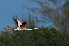 Phoenicopterus roseus
