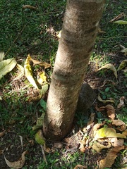 Swietenia macrophylla