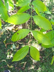 Swietenia macrophylla