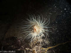 Sagartiogeton undatus
