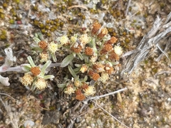 Helichrysum litorale