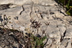 Petrosedum ochroleucum