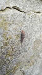 Clausilia