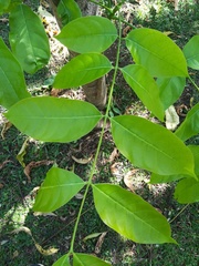 Swietenia macrophylla