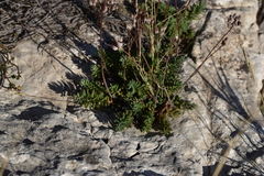 Petrosedum ochroleucum
