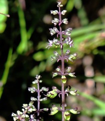 Ocimum carnosum