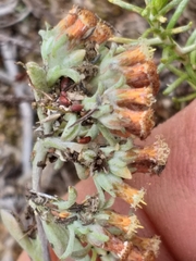 Helichrysum litorale