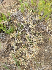 Helichrysum litorale